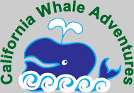 San Francisco Whale Watching